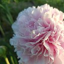 ���� ��������, ���������, 52 ���� - ��������� 30 �������� 2025