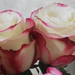 ���� ����, ������, 35 ��� - ��������� 31 ������� 2023