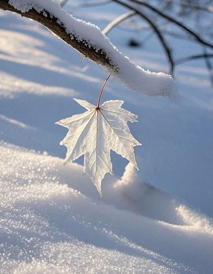 -       , o    ?   , o  ...