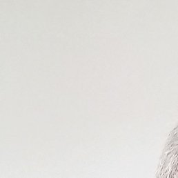 ������, �������, 50 ���