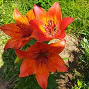 ���� �����, �����, 37 ��� - ��������� 31 ������ 2026