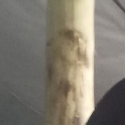 , 38 , 