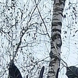 �������, �����, 40 ���