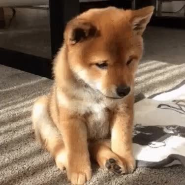 GIF Preview