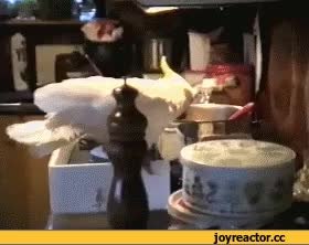 GIF Preview