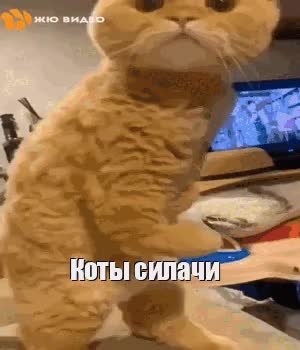 GIF Preview