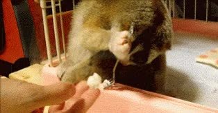 GIF Preview