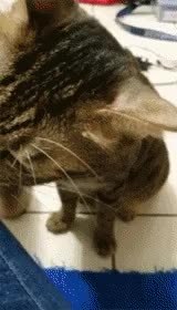 GIF Preview
