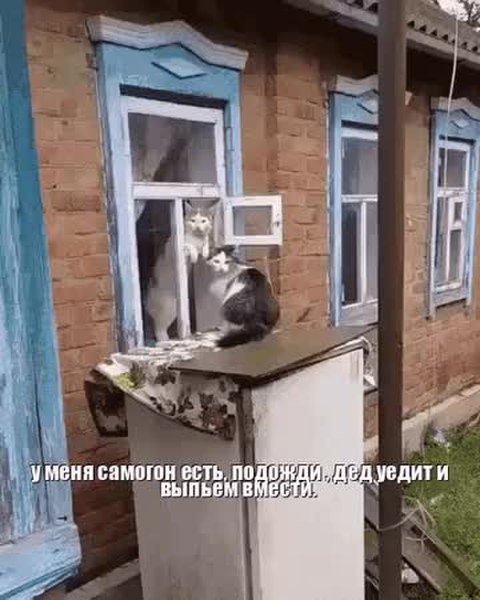 GIF Preview