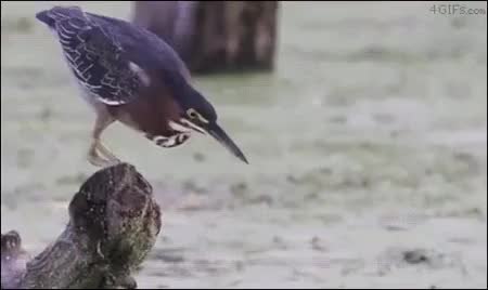 GIF Preview