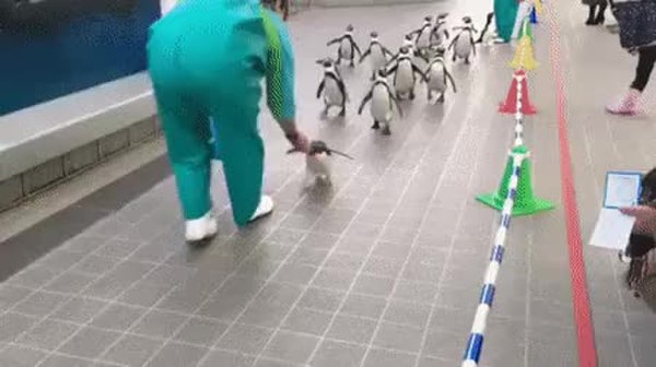 GIF Preview