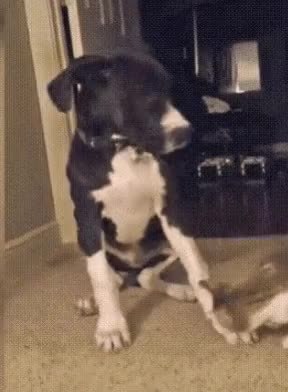GIF Preview
