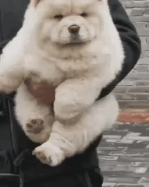 GIF Preview