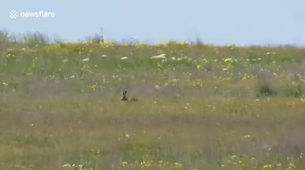 GIF Preview