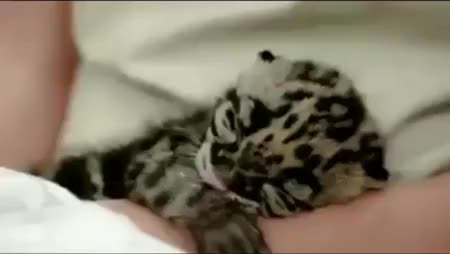 GIF Preview