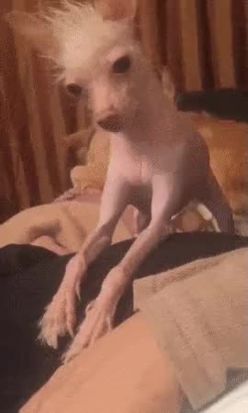 GIF Preview