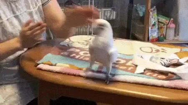 GIF Preview