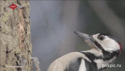 GIF Preview
