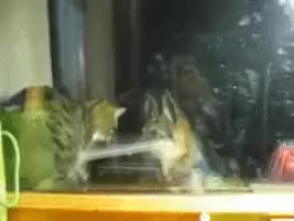 GIF Preview