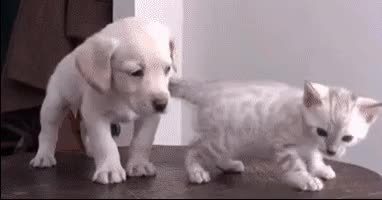 GIF Preview