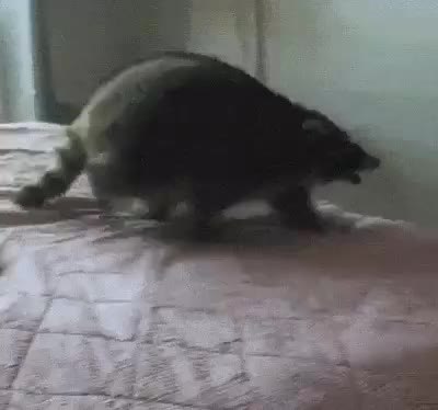 GIF Preview