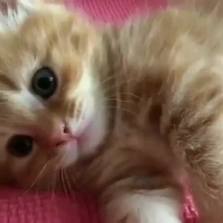 GIF Preview