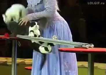 GIF Preview