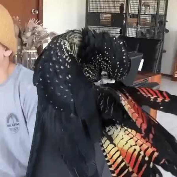 GIF Preview