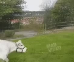 GIF Preview