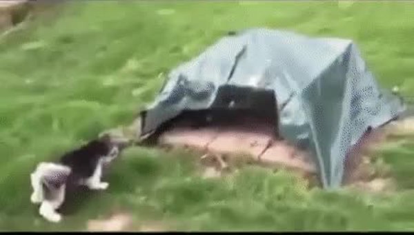 GIF Preview