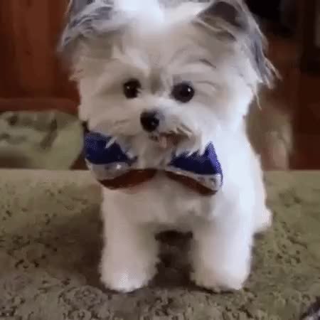 GIF Preview