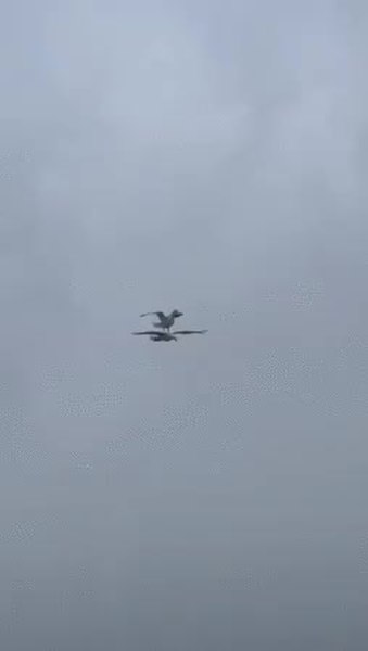 GIF Preview