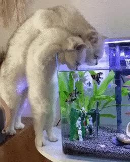 GIF Preview