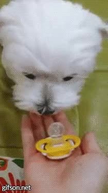 GIF Preview
