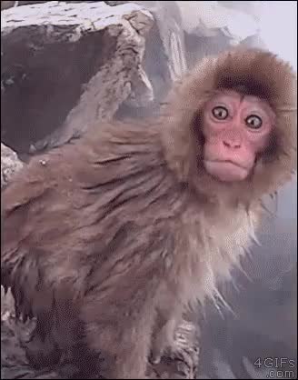 GIF Preview