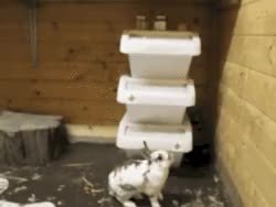 GIF Preview