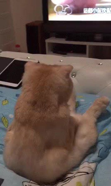 GIF Preview