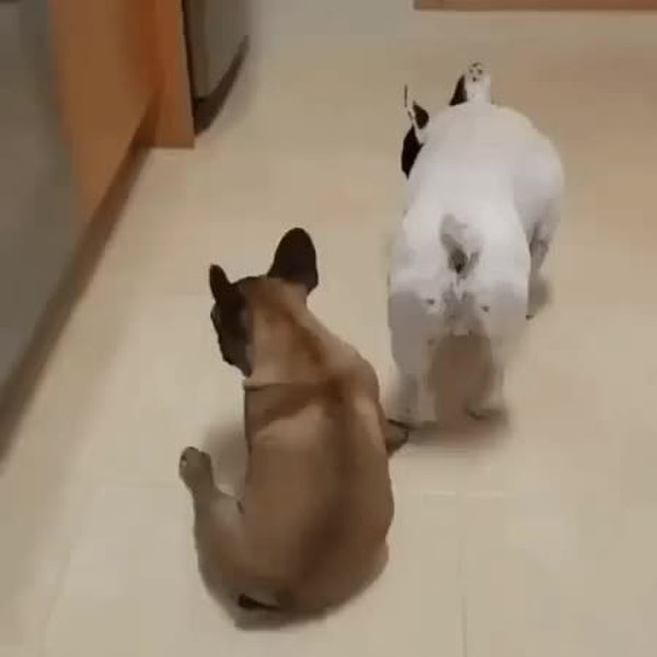 GIF Preview