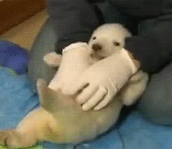 GIF Preview