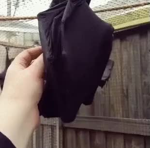 GIF Preview