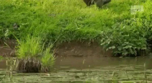 GIF Preview