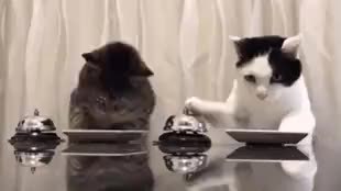 GIF Preview