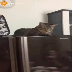 GIF Preview