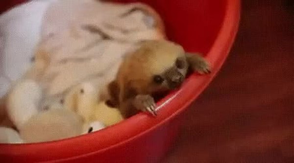GIF Preview