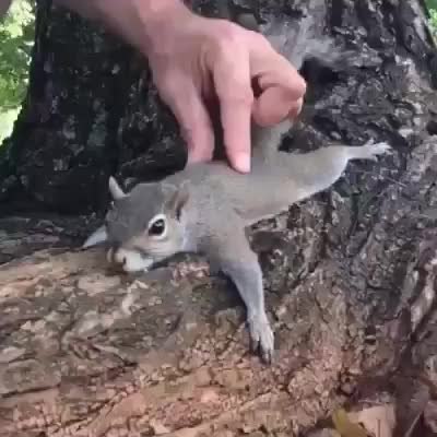GIF Preview