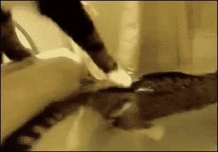 GIF Preview