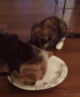 GIF Preview