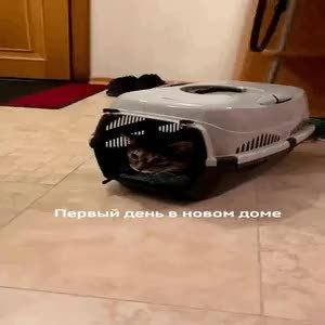 GIF Preview