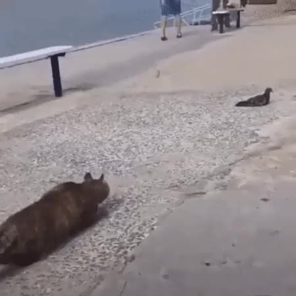 GIF Preview