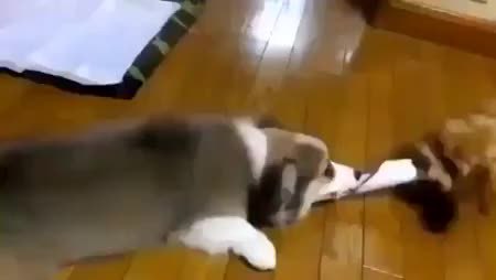GIF Preview